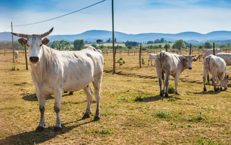 L’allevamento di Chianina