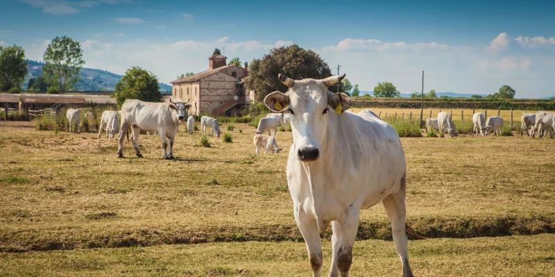 La Chianina IGP
