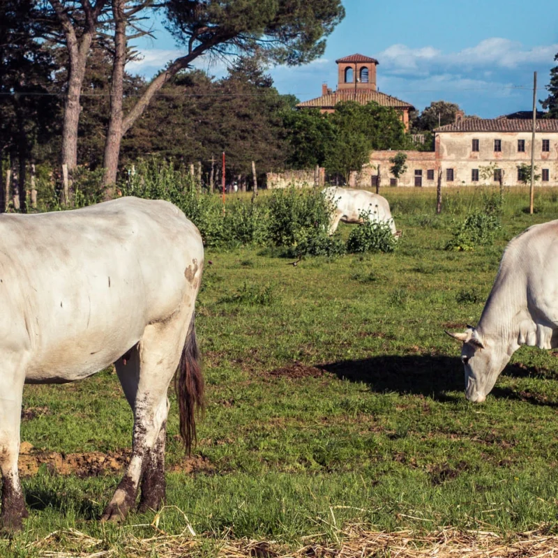 Tenuta la Fratta